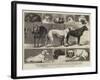 The Birmingham Dog Show, Some of the Prize-Winners-Samuel Edmund Waller-Framed Giclee Print