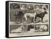 The Birmingham Dog Show, Some of the Prize-Winners-Samuel Edmund Waller-Framed Stretched Canvas