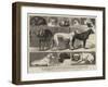 The Birmingham Dog Show, Some of the Prize-Winners-Samuel Edmund Waller-Framed Giclee Print