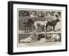 The Birmingham Dog Show, Some of the Prize-Winners-Samuel Edmund Waller-Framed Giclee Print