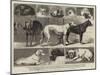The Birmingham Dog Show, Some of the Prize-Winners-Samuel Edmund Waller-Mounted Giclee Print