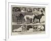 The Birmingham Dog Show, Some of the Prize-Winners-Samuel Edmund Waller-Framed Giclee Print