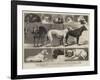 The Birmingham Dog Show, Some of the Prize-Winners-Samuel Edmund Waller-Framed Giclee Print