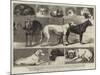 The Birmingham Dog Show, Some of the Prize-Winners-Samuel Edmund Waller-Mounted Giclee Print