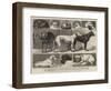 The Birmingham Dog Show, Some of the Prize-Winners-Samuel Edmund Waller-Framed Giclee Print