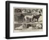 The Birmingham Dog Show, Some of the Prize-Winners-Samuel Edmund Waller-Framed Giclee Print