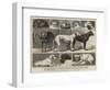 The Birmingham Dog Show, Some of the Prize-Winners-Samuel Edmund Waller-Framed Giclee Print