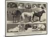 The Birmingham Dog Show, Some of the Prize-Winners-Samuel Edmund Waller-Mounted Giclee Print