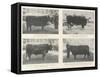 The Birmingham Fat Stock Show, Royal and Other Prize Winners-null-Framed Stretched Canvas