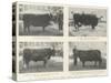 The Birmingham Fat Stock Show, Royal and Other Prize Winners-null-Stretched Canvas