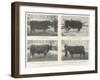 The Birmingham Fat Stock Show, Royal and Other Prize Winners-null-Framed Giclee Print