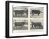 The Birmingham Fat Stock Show, Royal and Other Prize Winners-null-Framed Giclee Print