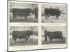 The Birmingham Fat Stock Show, Royal and Other Prize Winners-null-Mounted Giclee Print