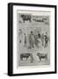 The Birmingham Fat Stock Show-Ralph Cleaver-Framed Giclee Print