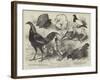 The Birmingham Poultry Show, Prize Birds-Harrison William Weir-Framed Giclee Print