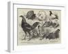 The Birmingham Poultry Show, Prize Birds-Harrison William Weir-Framed Giclee Print