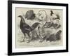 The Birmingham Poultry Show, Prize Birds-Harrison William Weir-Framed Giclee Print