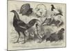 The Birmingham Poultry Show, Prize Birds-Harrison William Weir-Mounted Giclee Print