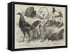 The Birmingham Poultry Show, Prize Birds-Harrison William Weir-Framed Stretched Canvas