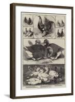 The Birmingham Poultry Show-Harrison William Weir-Framed Giclee Print