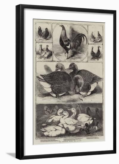 The Birmingham Poultry Show-Harrison William Weir-Framed Giclee Print