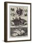 The Birmingham Poultry Show-Harrison William Weir-Framed Giclee Print