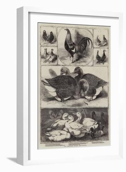 The Birmingham Poultry Show-Harrison William Weir-Framed Giclee Print