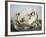 The Birth of Venus-Henri Pierre Picou-Framed Giclee Print