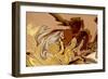 The Birth-Rabi Khan-Framed Art Print