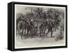 The Bisley Meeting, the Mounted Scouts Competition-Frank Dadd-Framed Stretched Canvas