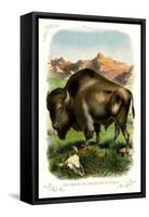 The Bison-null-Framed Stretched Canvas