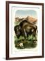 The Bison-null-Framed Art Print