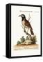 The Black and White Indian Starling, 1749-73-George Edwards-Framed Stretched Canvas