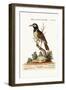 The Black and White Indian Starling, 1749-73-George Edwards-Framed Giclee Print