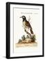 The Black and White Indian Starling, 1749-73-George Edwards-Framed Giclee Print