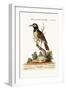 The Black and White Indian Starling, 1749-73-George Edwards-Framed Giclee Print