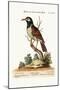The Black and White Indian Starling, 1749-73-George Edwards-Mounted Giclee Print