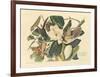 The Black Billed Cuckoo-John James Audubon-Framed Premium Giclee Print