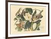 The Black Billed Cuckoo-John James Audubon-Framed Premium Giclee Print