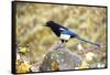 The black-billed magpie, is a bird in the crow family that inhabits the western half of North Ameri-Richard Wright-Framed Stretched Canvas