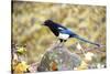 The black-billed magpie, is a bird in the crow family that inhabits the western half of North Ameri-Richard Wright-Stretched Canvas