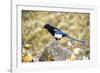 The black-billed magpie, is a bird in the crow family that inhabits the western half of North Ameri-Richard Wright-Framed Photographic Print