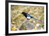 The black-billed magpie, is a bird in the crow family that inhabits the western half of North Ameri-Richard Wright-Framed Photographic Print