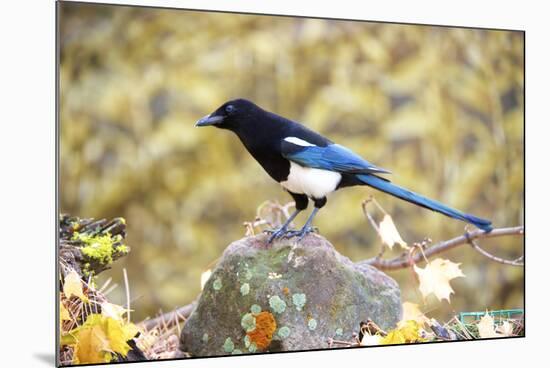 The black-billed magpie, is a bird in the crow family that inhabits the western half of North Ameri-Richard Wright-Mounted Photographic Print