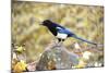 The black-billed magpie, is a bird in the crow family that inhabits the western half of North Ameri-Richard Wright-Mounted Photographic Print