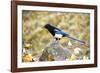 The black-billed magpie, is a bird in the crow family that inhabits the western half of North Ameri-Richard Wright-Framed Photographic Print