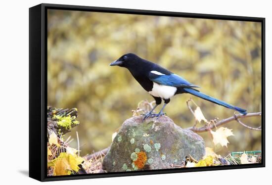 The black-billed magpie, is a bird in the crow family that inhabits the western half of North Ameri-Richard Wright-Framed Stretched Canvas