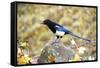 The black-billed magpie, is a bird in the crow family that inhabits the western half of North Ameri-Richard Wright-Framed Stretched Canvas