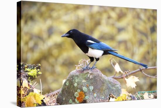 The black-billed magpie, is a bird in the crow family that inhabits the western half of North Ameri-Richard Wright-Stretched Canvas