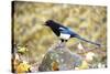 The black-billed magpie, is a bird in the crow family that inhabits the western half of North Ameri-Richard Wright-Stretched Canvas